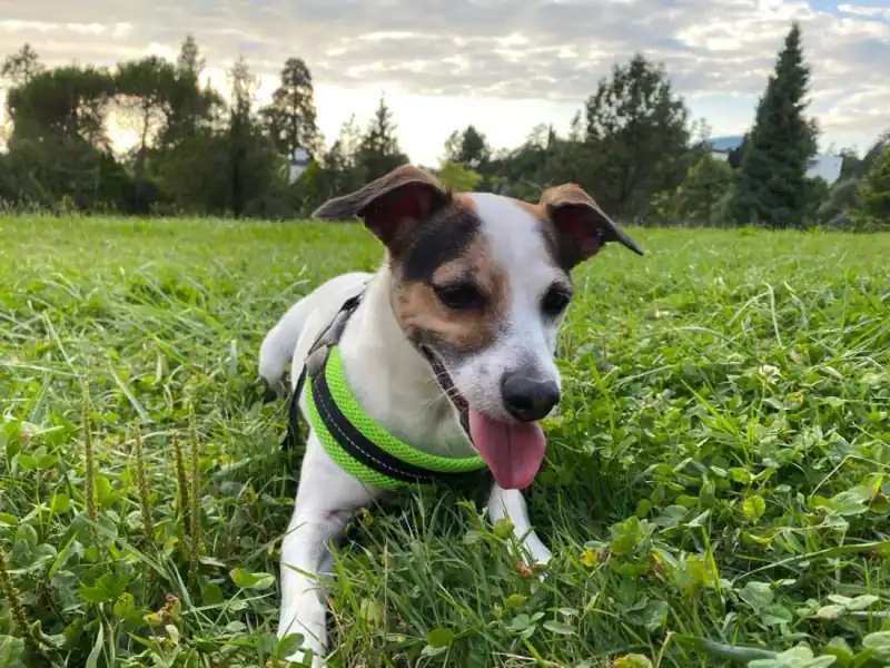 Tago, jack russell, couché dans l'herbe